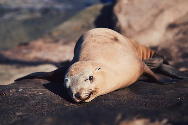 San Diego Closes Popular Beach for Seven Years to Protect Sea Lions, Smart  News