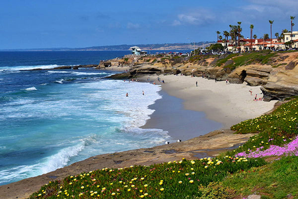 Picturesque La Jolla Cove and Adorable Seal Pups - World Adventurists