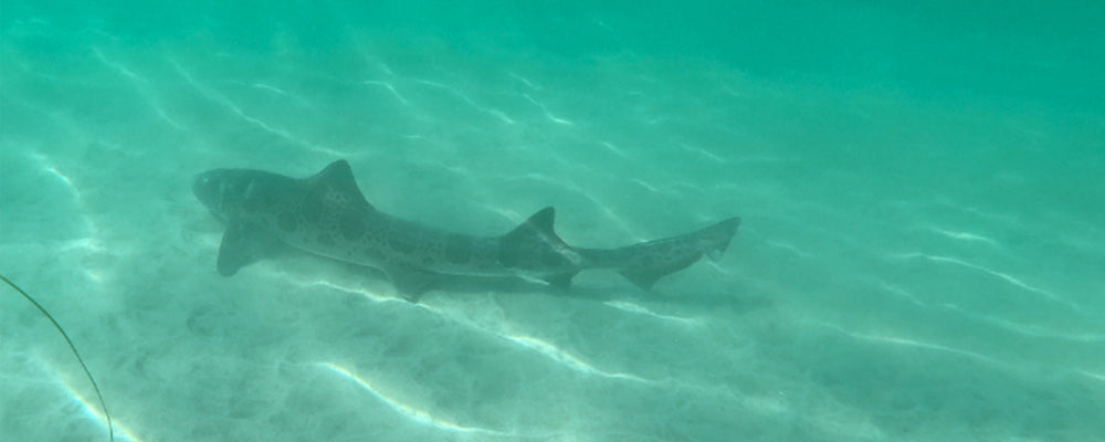 La Jolla Kayak & Snorkel Tour I Everyday California